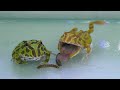Baby Pacman Frog Eating Worms! Pacman Frog Feeding