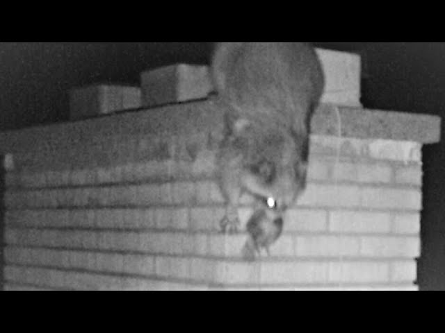 Racoon Has Babies in My Chimney! Caught on Trail Camera. 