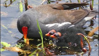 COMMON GALLINULE PARENTS PECKING BABIES' HEADS