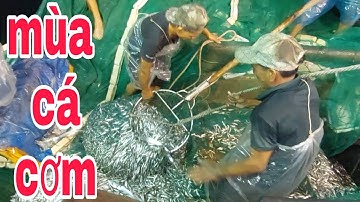 cận cảnh lưới rút đêm đánh bắt cá cơm_cuôc sống dân biển tv