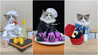 Cats make food 2023 "That Little Puff" Tiktok Compilation #21