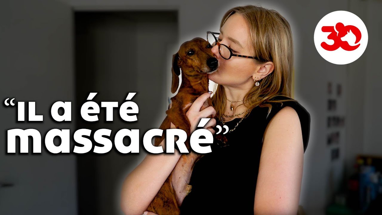 MASSACRÉ : ce teckel réchappe à la mort