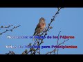 Reconocer el Canto de los Pájaros. Video de Práctica para Principiantes