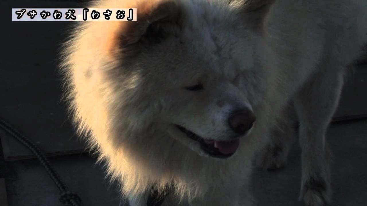 11 5月 ブサかわいい犬 わさお 海と飼い主 Youtube