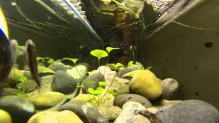 My-Fish Zuchtprogramm-Aktion 1 Yaoshania Pachychilus -- Panda Schmerle