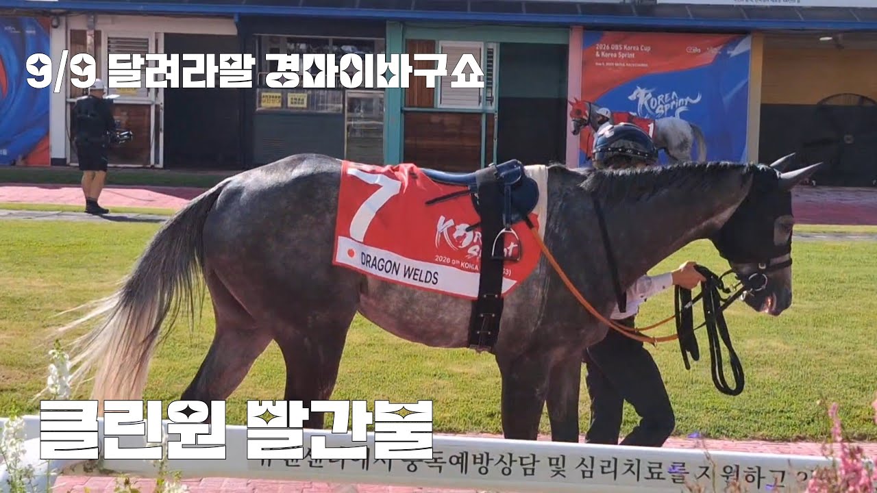 목요제주 경마시행/영천경마장 개장/클린원이 왜그래!(출마표뜬 수요일 경마이바구쇼)