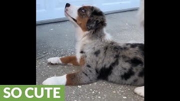 Mini Aussie gets frustrated at puppy struggling to learn new trick