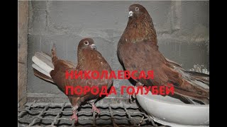 НИКОЛАЕВСКАЯ БАБОЧКА /pigeons/ ГОЛУБЯТНЯ ВОВЫ КЕРЧЕНСКОГО (1). +7(978) 820 81 45