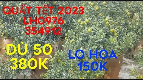 quất tết 2023 quất lùm quất chum  lo hoa lh0976354912