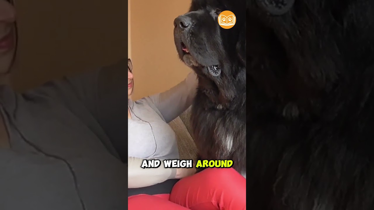 These GIANT Dogs Are BIGGER Than You! 