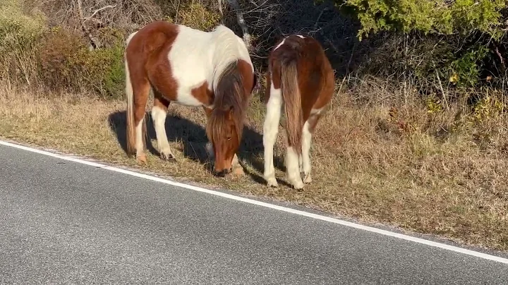 Assateague Island Wild Horse Mom and Foal