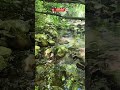 Morning in the Forest 🌲 432Hz Healing Meditation for Peace & Stress Relief (1 Minute) #shorts