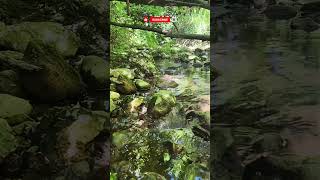 Morning in the Forest 🌲 432Hz Healing Meditation for Peace & Stress Relief (1 Minute) #shorts