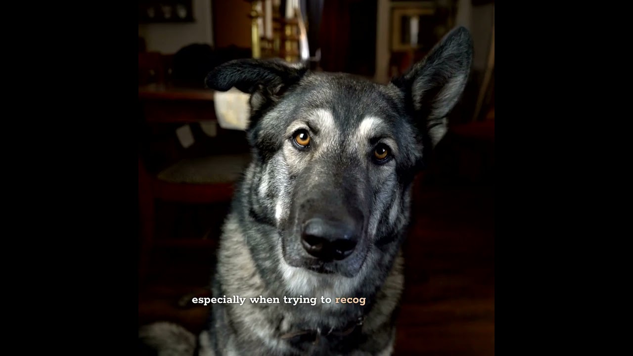 Why Do Dogs Tilt Their Heads When You Talk to Them?