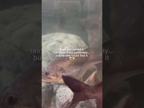 Bro Looks Mad Guilty Ngl Fishing Bassfishing Funny Shorts Y