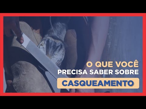 Vídeo: Preciso de uma licença de operador para uma caixa de cavalos?