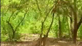 monkey funny.flv