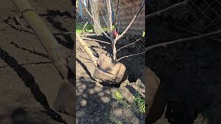 İncirde Muhteşem Köklenme