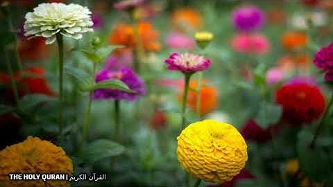 #سورة_الأعراف  بصوت القارئ اسامة صبحي حسين #قرآن #تلاوة #القرآن_الكريم #القرآن #القران_الكريم #تلاوة