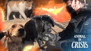 Dogs Left Behind The Wildfire Separated From Their Family But...(Part 2) l Animal in Crisis Ep 324