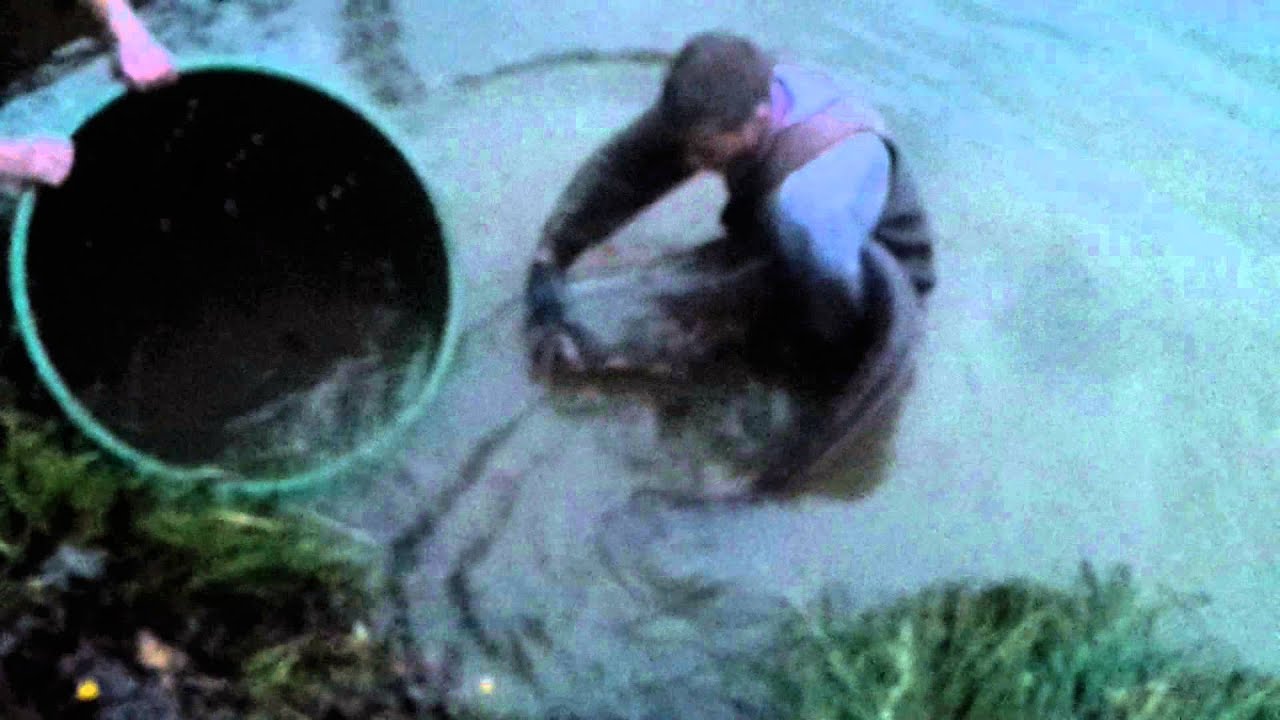 Stocking catfish in the new redmill venue YouTube