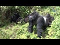 Saving Mountain Gorillas, for NTV Kenya