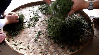 China Cha Dao Trip To Yunnan - Progress Of Making Puerh Rolling