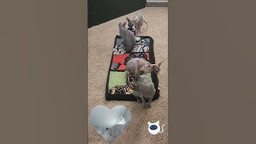 Playtime With Ebo X and Ebo Air