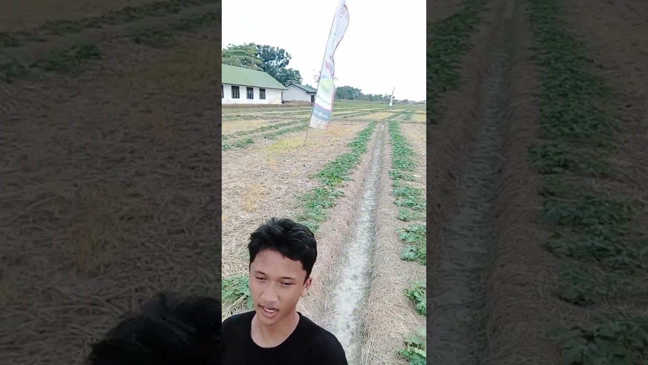 Lagi negok pohon semaka sekalian negok pemandangan persawahan 