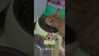 #감자한입만우~앙#고양이#길냥이구조#길고양이#cat#길냥이#고양이일상#반려묘#고양이영상#고양이집사#고양이새끼#고양이훈련#고양이간식#고양이출산#새끼고양이#새끼#baby#애완동물