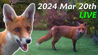 Foxes Live - 2024 March 20th