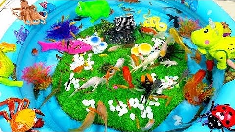 Con bò,khủng long,con rắn,con ếch,bạch tuộc,nấm,bọ rùa,Cá Mập,Cá Heo,Cá Vàng,Cá Đuối#animals#anime