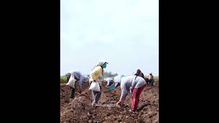 Planting Crops: Nurturing Nature's Bounty On The Farm - Agri Gears