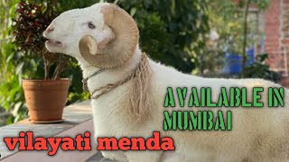 Vilayati Menda For Sale In Mumbai Vilayati Menda Life With Animals