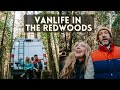 EXPLORING CALIFORNIA'S REDWOOD FORESTS IN OUR CAMPERVAN | Avenue of the Giants, Hiking, & Elk