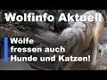 Wolfinfo Aktuell 13  ( Wölfe fressen auch Hunde und Katzen )