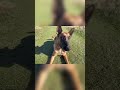 Dog's Amazing Commands! Watch Him Jump, Lay &amp; Roll Over #shorts