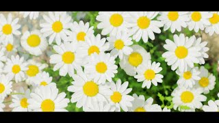 小さくても /ペルソナ feat.初音ミク