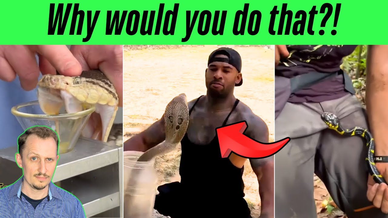 Zoologist Reacts to INTENSE Venomous Snake TikToks!