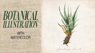 Botanical sketchbook - Painting a zebra succulent with watercolor