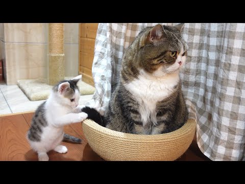 子ねこがなんかやってるけど動じないねこ。-Kitten Miri is doing something wrong, but Maru doesn't mind at all.-