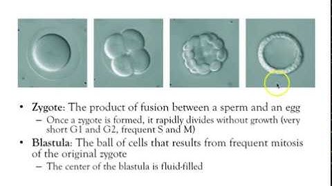 Examples of Cell Signaling Part 2