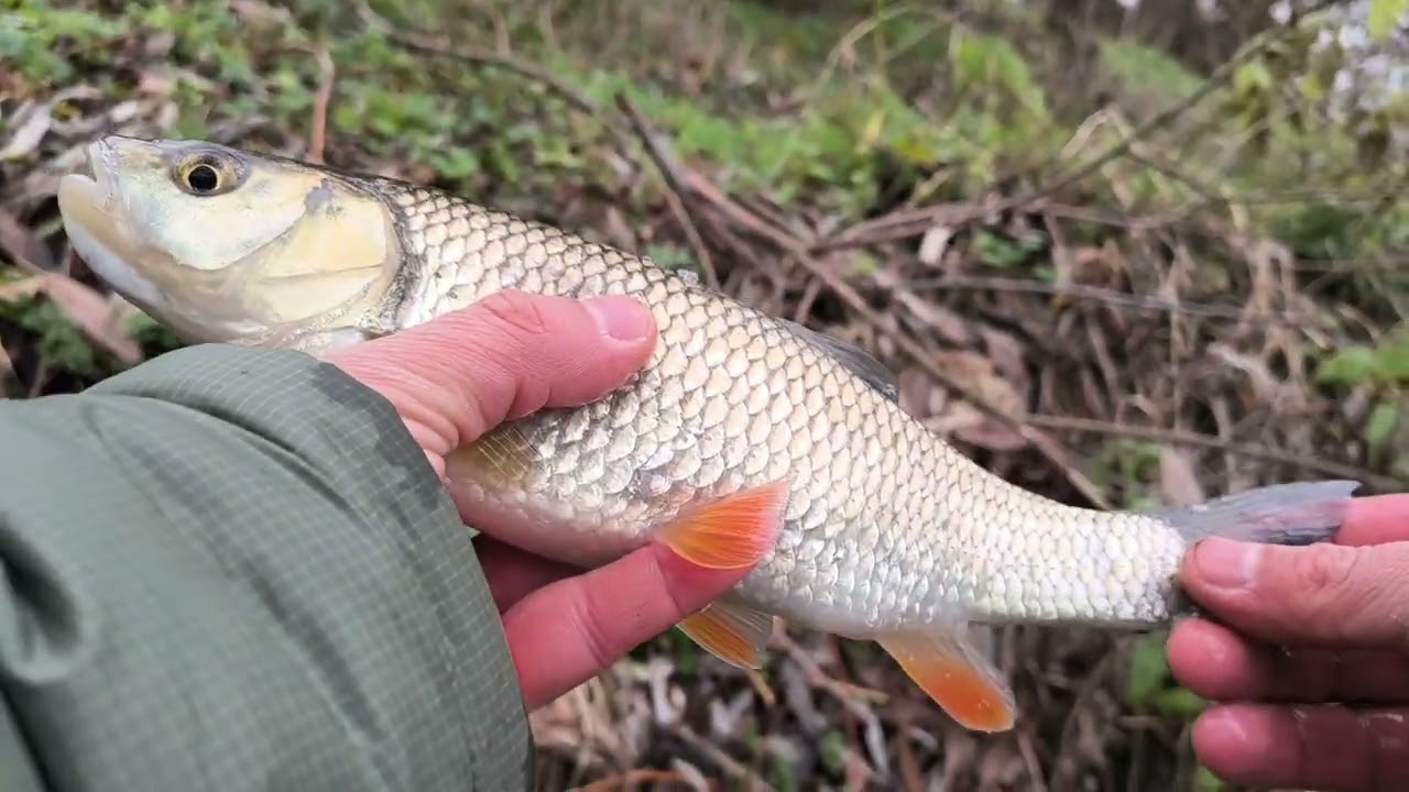 Pescuit de iarna! O partida reusita la sfarsit de decembrie!