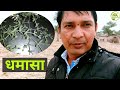 धम स ओषध क पहच न फ यद और उपय ग Uses And Benefits Of Dhamasa In Hindi धम स ओषध क पहच न फ यद और उपय ग Uses And Benefits Of Dhamasa In Hindi