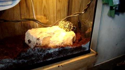 jungle carpet python enclosure