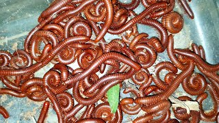 Hundreds Foots Red Millipedes Under And On The Grass At Night | Red Bugs | Red Worms | Sann Pisetha