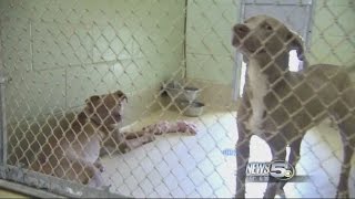 Baldwin County Animal Shelter Full, Needs Your Help