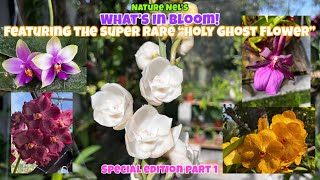Wow! Don’t miss seeing the Holy Ghost Orchid. Blooming for the first time. Plus many other blooms.