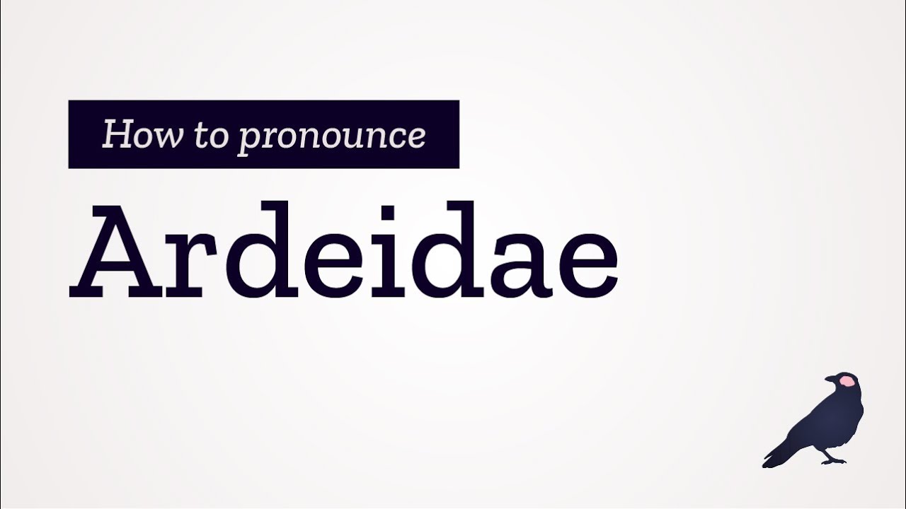 How to Pronounce Ardeidae