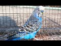 Budgie is having a nice time with his girlfriend🦜#birds #birdlovers #budgies #parrot #pets
